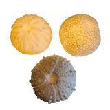 Urchin Mini Indoor/Outdoor Light C