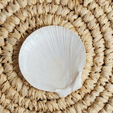Sun and Moon Scallop Shell | 7-9cm