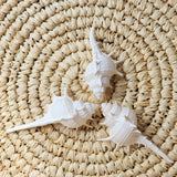 White Spiky Spine Murex Shell| 9.5-11cm