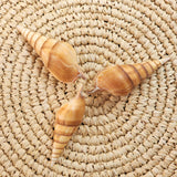 Tibia Curta Spindle Shell | 9.5-11cm