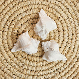 White Conch Shell | 7-8.5cm
