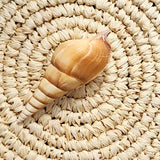 Tibia Curta Spindle Shell | 9.5-11cm