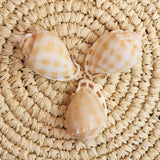Cassis Bandatum Shell | 6.6-8.5cm