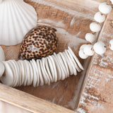 Tiger Cowrie Shell | 7-8.5cm