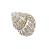 Pearl Astraea Undosa Shell | 8-9.5cm