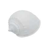 White Cassis Shell | 5.5-7cm