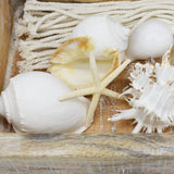 White Cassis Shell | 5.5-7cm