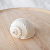 White Cassis Shell | 5.5-7cm
