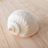 White Cassis Shell | 5.5-7cm