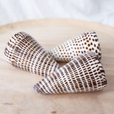 Cone Shell | Conus Litteratus | 8-9cm