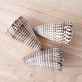 Cone Shell | Conus Litteratus | 8-9cm