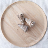 Cone Shell | Conus Litteratus | 8-9cm