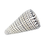 Cone Shell | Conus Leopardus | 8-9cm