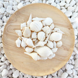 White Shell Variety Pack