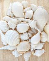 White Shell Variety Pack
