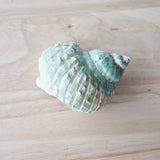 Jade Pearl Turbo Imperialis Shell | 8-9.5cm