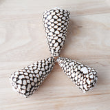 Cone Shell | Conus Marmoreus | 8-9.5cm