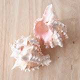 Murex Shell | Erythrostomus | 7-8.5cm