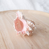 Murex Shell | Erythrostomus | 7-8.5cm