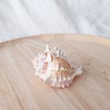 Murex Shell | Erythrostomus | 7-8.5cm