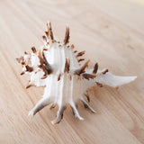 White Murex Shell | 9.5-11cm