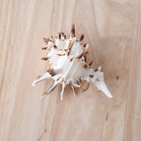 White Murex Shell | 9.5-11cm