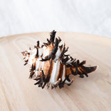 Murex Shell | Endivia Longspine | 9.5-11cm