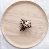 Murex Shell | Endivia Longspine | 9.5-11cm