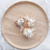 White Murex Shell | 9.5-11cm