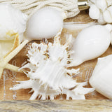 White Murex Shell | 9.5-11cm