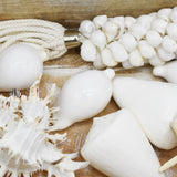 White Ovula Ovum Shell | 7-8.5