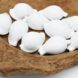White Ovula Ovum Shell | 7-8.5