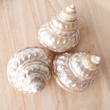 Pearl Astraea Undosa Shell | 8-9.5cm