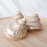 Pearl Astraea Undosa Shell | 8-9.5cm