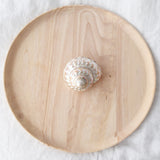 Pearl Astraea Undosa Shell | 8-9.5cm