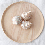 Pearl Astraea Undosa Shell | 8-9.5cm