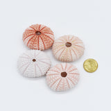 Pink Sea Urchin | 4-5.5cm