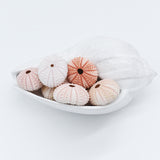 Pink Sea Urchin | 4-5.5cm
