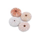 Pink Sea Urchin | 4-5.5cm