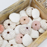 Knobby White Sea Urchin | 5-6.5cm