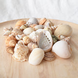 Cream Shell Variety Pack