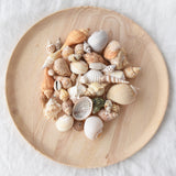 Cream Shell Variety Pack