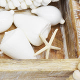 White Finger Starfish | 5-7.5cm