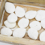 White Sand Dollars | 3.5-5cm