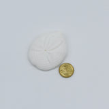 White Sand Dollars | 3.5-5cm