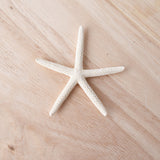 White Finger Starfish | 5-7.5cm