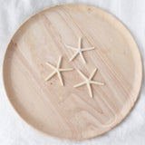 White Finger Starfish | 5-7.5cm