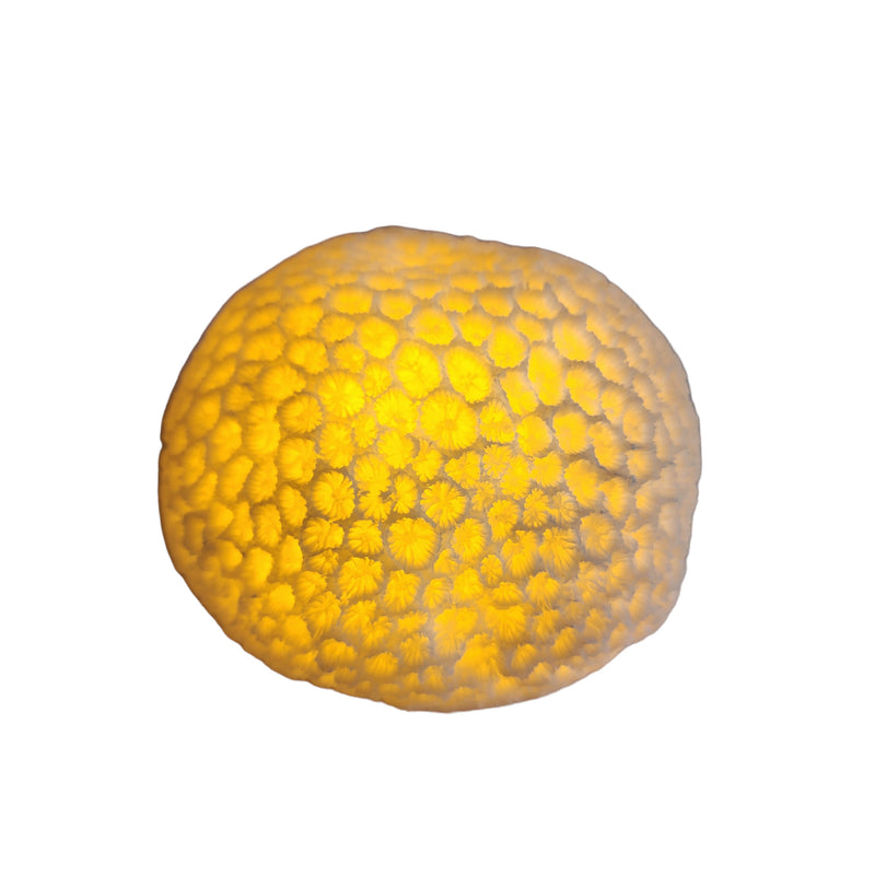 Urchin Mini Indoor/Outdoor Light A