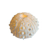 Urchin Mini Indoor/Outdoor Light C