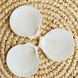 Sun and Moon Scallop Shell | 7-9cm